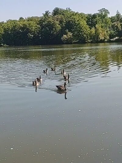 Swan Lake Park - Swan Lake, NY