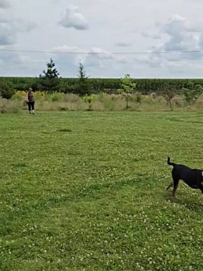 Sycamore Park District Brian Bemis Family Dog Park - Sycamore, IL