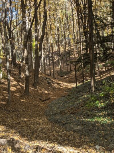 Elmwood Park - Syracuse, NY