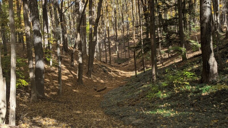 Elmwood Park - Syracuse, NY