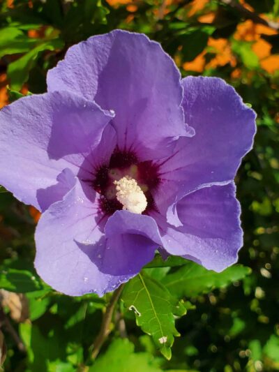 Sheridan Park - Syracuse, NY