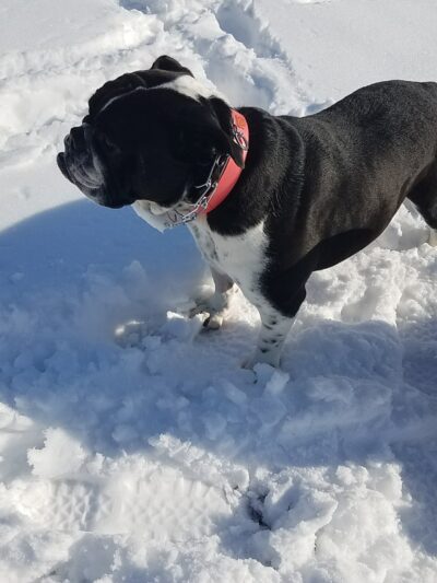 Primrose Park - Syracuse, NY