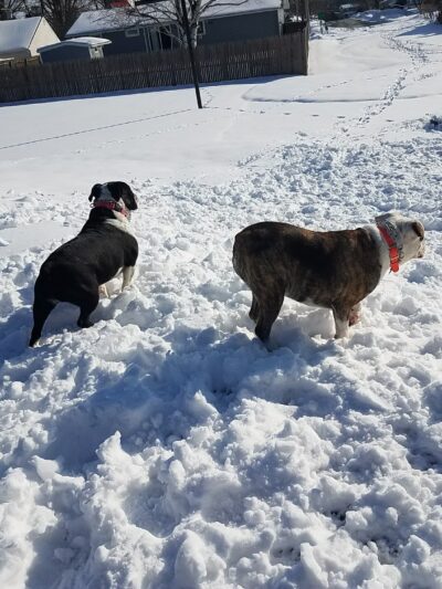 Primrose Park - Syracuse, NY