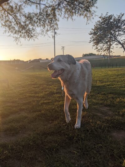 Tahlequah Tails Dog Park - Tahlequah, OK