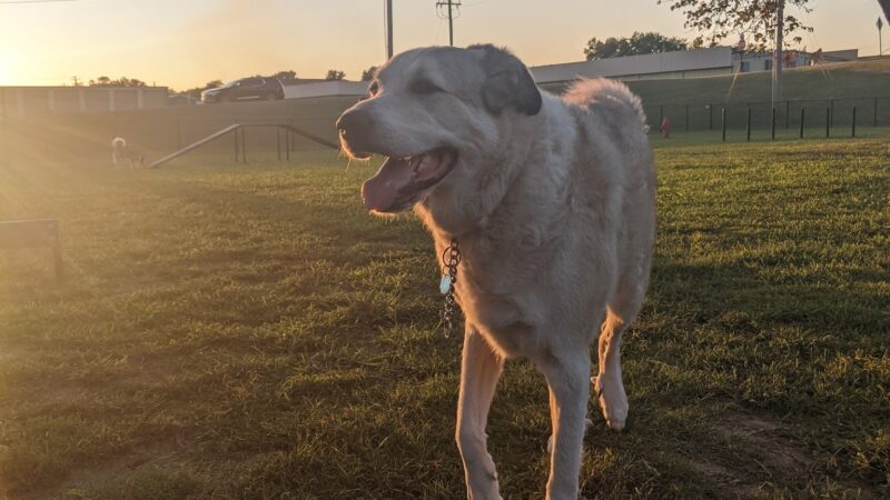Tahlequah Tails Dog Park - Tahlequah, OK