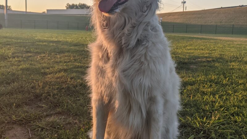 Tahlequah Tails Dog Park - Tahlequah, OK