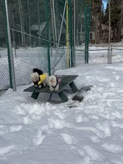 Tahoe City Dog Park - Tahoe City, CA