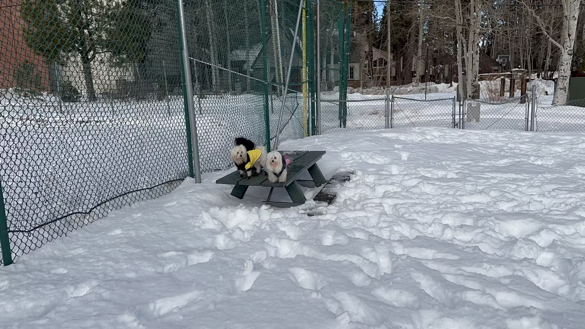 Tahoe City Dog Park - Tahoe City, CA