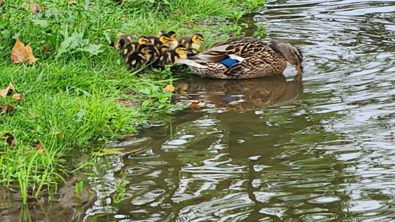 TLC Park - Tannersville, PA