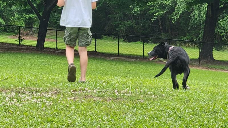 Tarboro Bark Park - Tarboro, NC