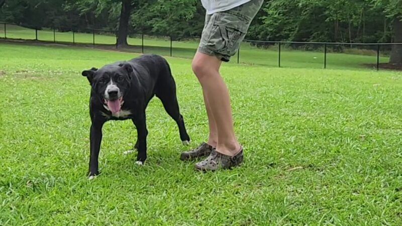 Tarboro Bark Park - Tarboro, NC