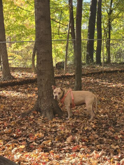 Daniel R. Tabacheck Memorial Dog Park - Tarentum, PA