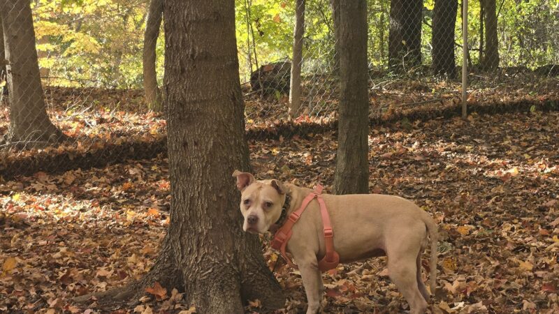 Daniel R. Tabacheck Memorial Dog Park - Tarentum, PA