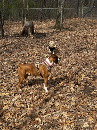 Daniel R. Tabacheck Memorial Dog Park - Tarentum, PA