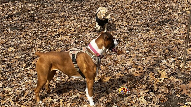 Daniel R. Tabacheck Memorial Dog Park - Tarentum, PA