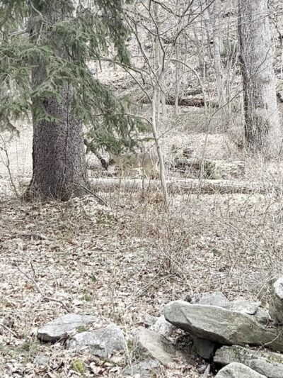 Glenville Woods Park Preserve - Tarrytown, NY