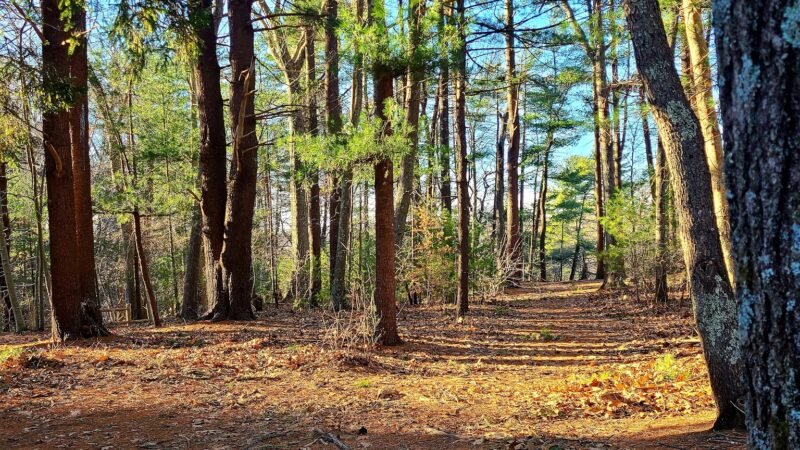 Friends of Boyden Refuge - Taunton, MA