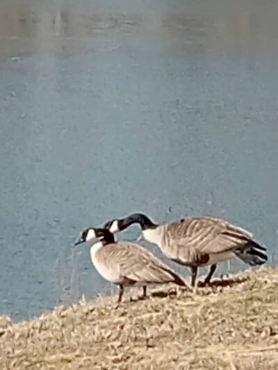 Taylorville Park District - Taylorville, IL