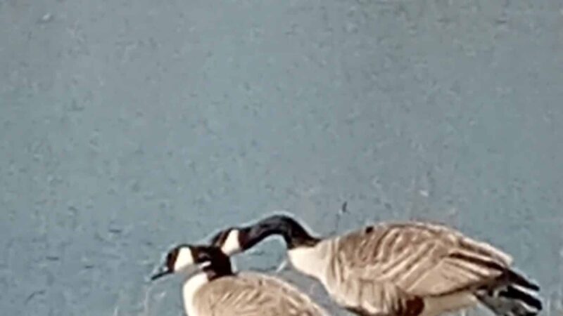 Taylorville Park District - Taylorville, IL