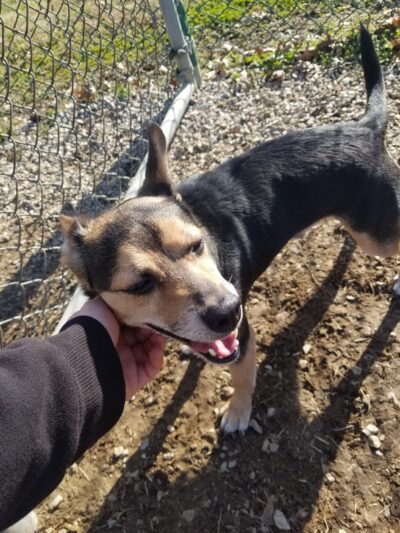 Dog Park - Tell City, IN