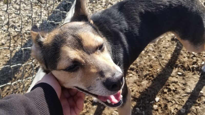 Dog Park - Tell City, IN