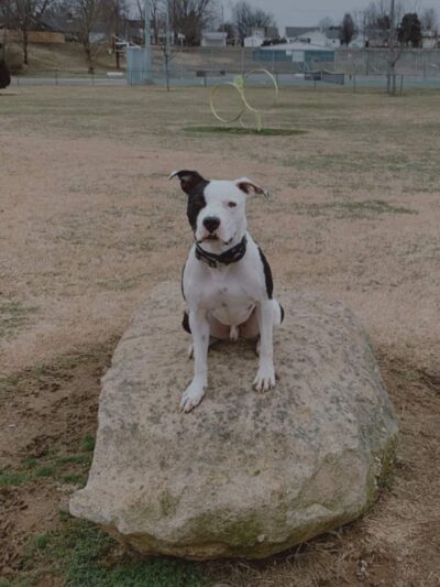 Dog Park - Tell City, IN