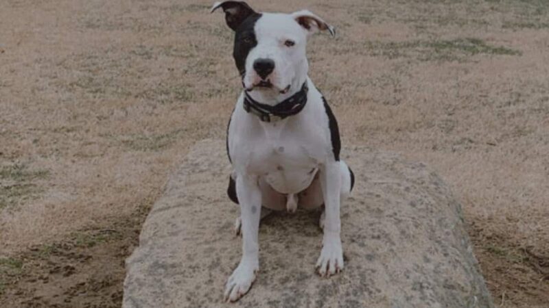 Dog Park - Tell City, IN