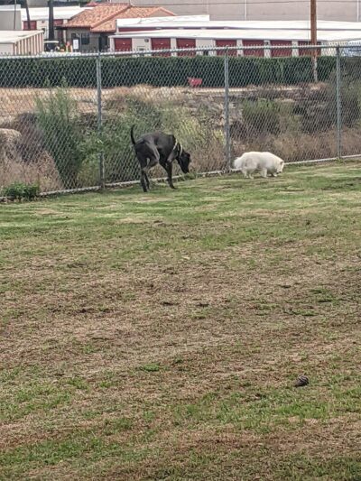Margarita Dog Park - Temecula, CA
