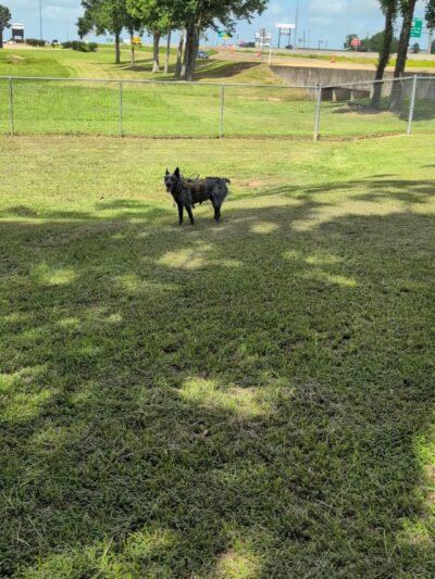 Spring Lake Park Dog Park - Texarkana, TX
