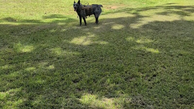 Spring Lake Park Dog Park - Texarkana, TX