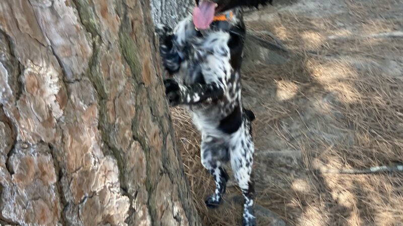 Spring Lake Park Dog Park - Texarkana, TX