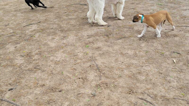 Spring Lake Park Dog Park - Texarkana, TX