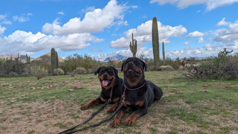 The Dog Teach - ,