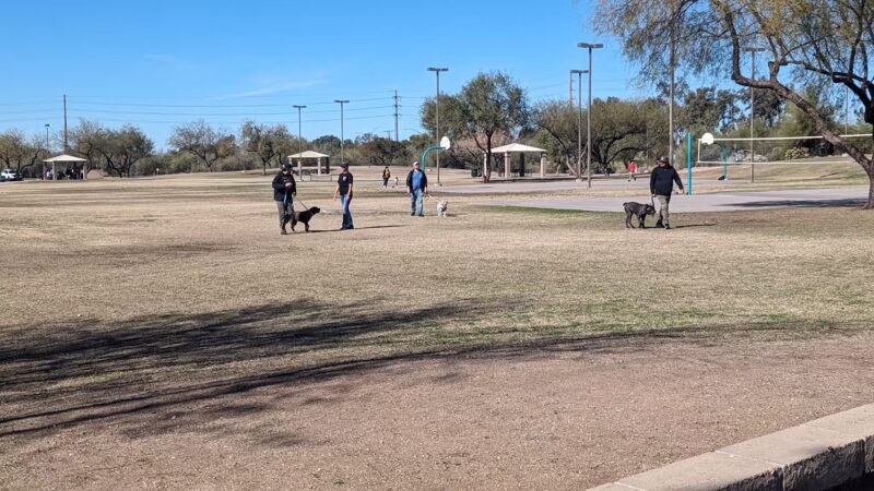 The Dog Teach - ,