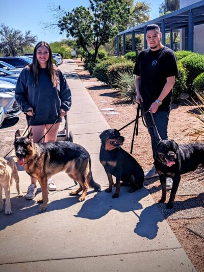 The Dog Teach - ,