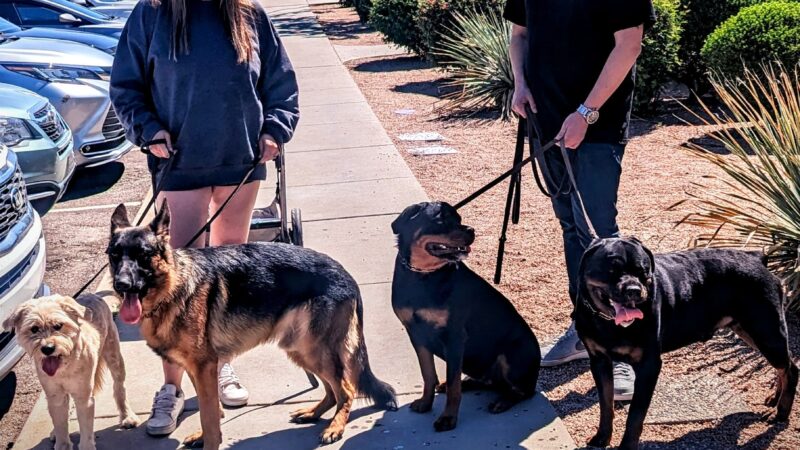 The Dog Teach - ,