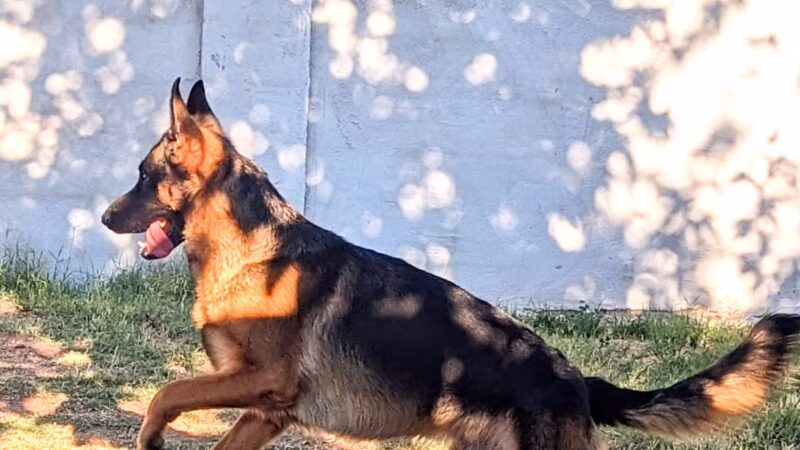 The Dog Teach - ,