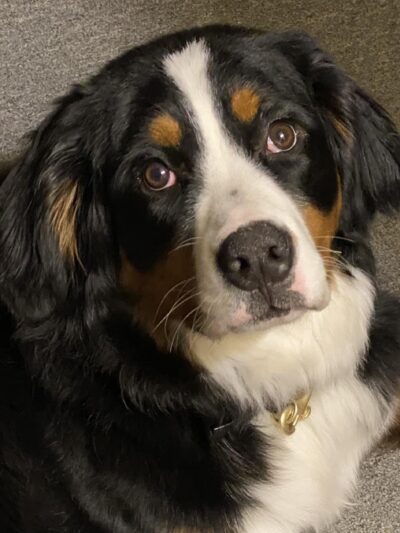 The Obedient Dog - ,