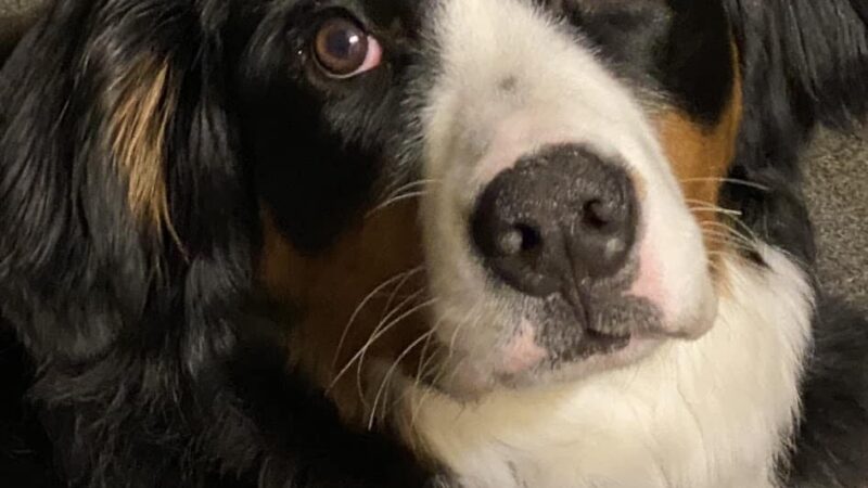 The Obedient Dog - ,
