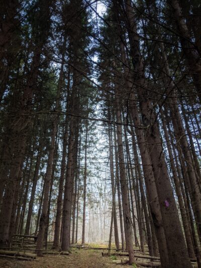 Florence Shelly Wetlands Preserve - Thompson, PA