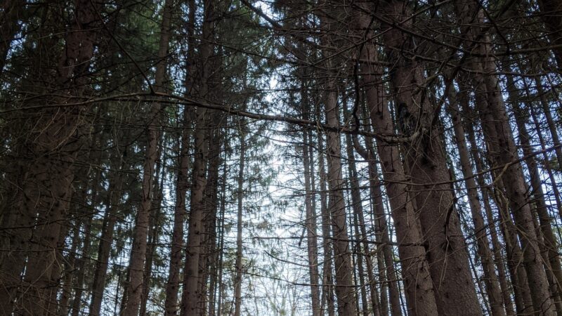 Florence Shelly Wetlands Preserve - Thompson, PA