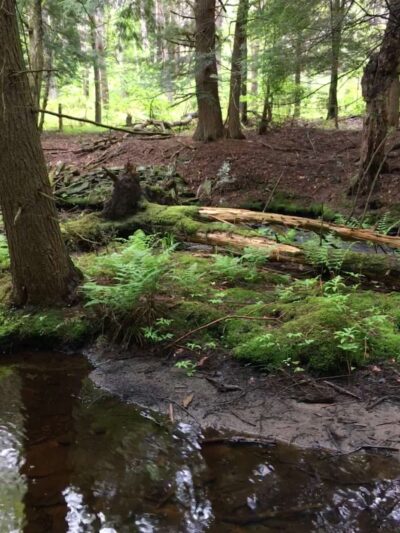 Florence Shelly Wetlands Preserve - Thompson, PA