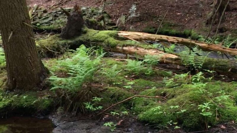 Florence Shelly Wetlands Preserve - Thompson, PA