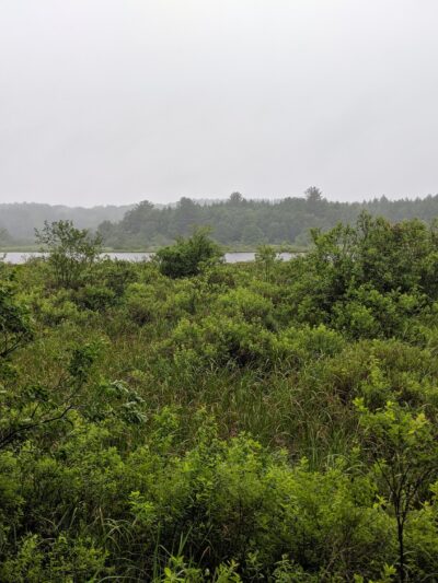 Florence Shelly Wetlands Preserve - Thompson, PA