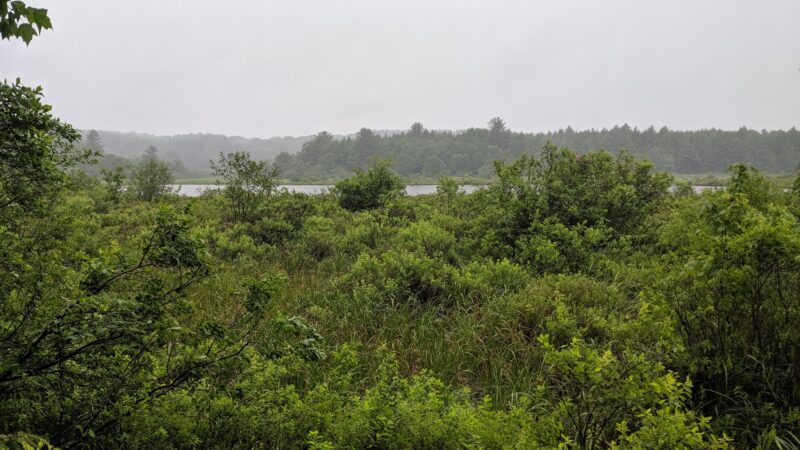 Florence Shelly Wetlands Preserve - Thompson, PA