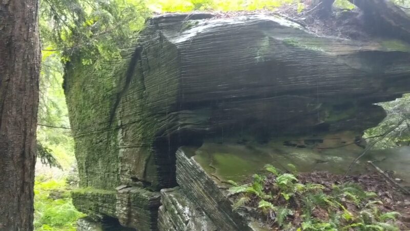 Florence Shelly Wetlands Preserve - Thompson, PA