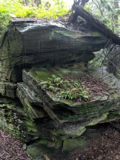 Florence Shelly Wetlands Preserve - Thompson, PA