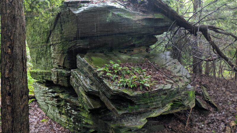 Florence Shelly Wetlands Preserve - Thompson, PA