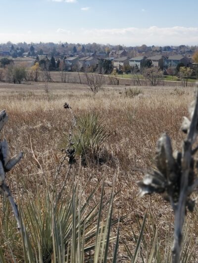 Niver Creek Open Space - Thornton, CO