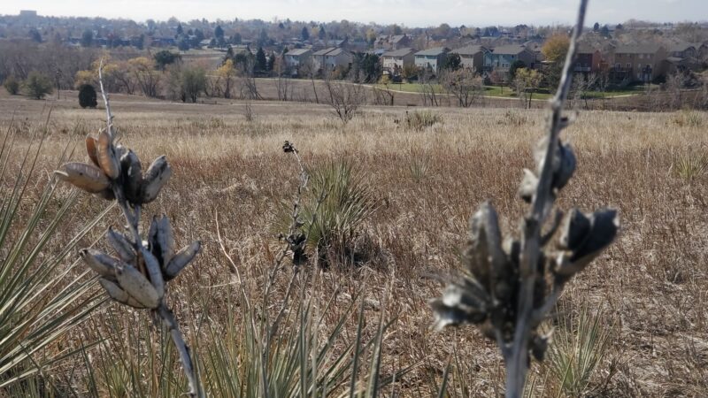 Niver Creek Open Space - Thornton, CO